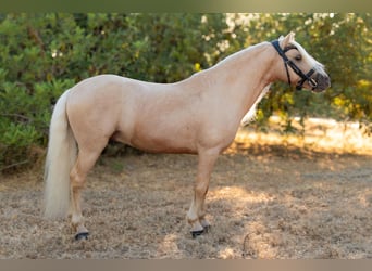 Other Breeds Mix, Stallion, 9 years, 11 hh, Palomino