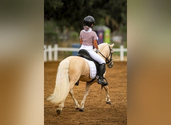 Other Breeds Mix, Stallion, 9 years, 11 hh, Palomino