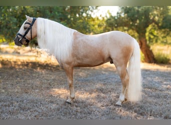 Other Breeds Mix, Stallion, 9 years, 11 hh, Palomino