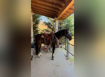 Other Breeds, Stallion, 9 years