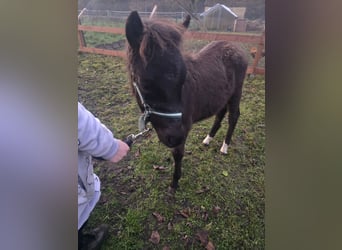 Other Breeds, Stallion, Foal (01/2024), 11,2 hh, Black