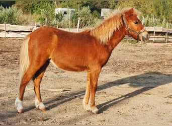 Other Breeds, Stallion, Foal (02/2024), 11,2 hh, Chestnut-Red