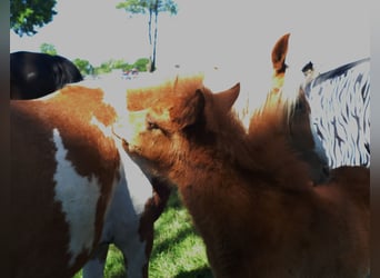 Other Breeds, Stallion, , 13,2 hh, Chestnut-Red