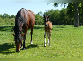 Other Breeds, Stallion, Foal (04/2026), 14.1 hh, Brown