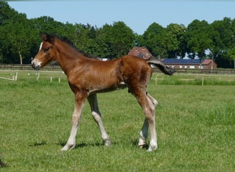 Other Breeds, Stallion, Foal (04/2026), 14.1 hh, Brown