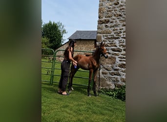 Other Breeds, Stallion, Foal (05/2026), 14.2 hh, Brown