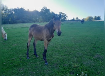 Other Breeds Mix, Stallion, Foal (04/2025), 14.2 hh, Brown