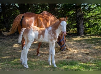 Other Breeds Mix, Stallion, Foal (05/2026), 14.3 hh, Sabino