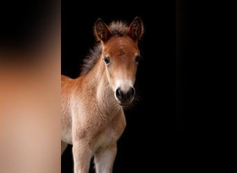 Other Breeds Mix, Stallion, Foal (03/2026), 15.1 hh, Brown