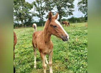 Other Breeds, Stallion, Foal (03/2024), 15,1 hh, Chestnut-Red