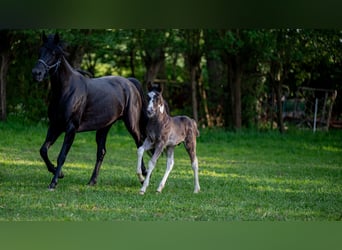 Other Breeds, Stallion, , 15,2 hh, Tobiano-all-colors