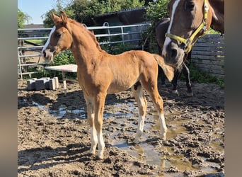 Other Breeds, Stallion, Foal (06/2024), 17 hh, Chestnut