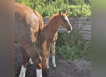 Other Breeds, Stallion, Foal (06/2024), 17 hh, Chestnut