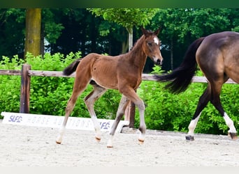 Other Breeds, Stallion, , Bay-Dark