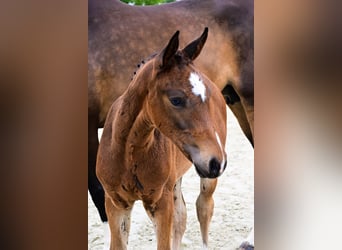 Other Breeds, Stallion, , Bay-Dark