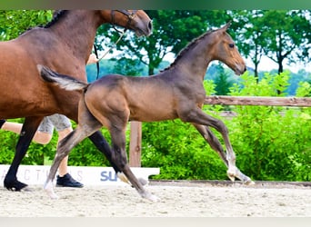 Other Breeds, Stallion, , Bay-Dark