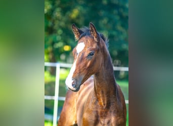 Other Breeds, Stallion, Foal (06/2023), Bay