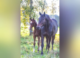 Other Breeds, Stallion, Foal (06/2023), Bay