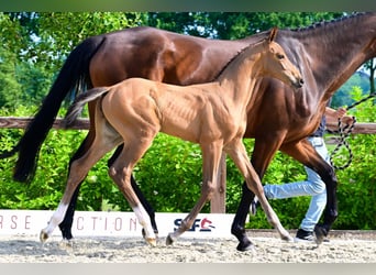 Other Breeds, Stallion, , Brown