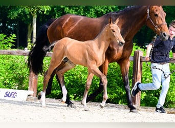 Other Breeds, Stallion, , Brown