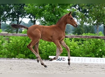 Other Breeds, Stallion, , Brown