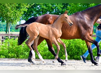 Other Breeds, Stallion, , Brown