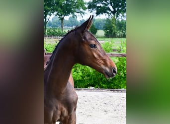 Other Breeds, Stallion, , Brown