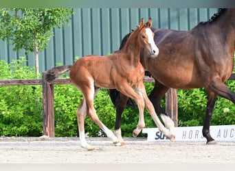 Other Breeds, Stallion, , Brown