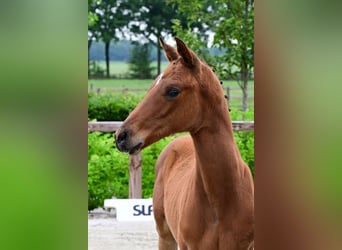 Other Breeds, Stallion, , Brown