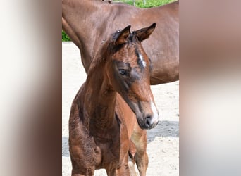 Other Breeds, Stallion, , Brown