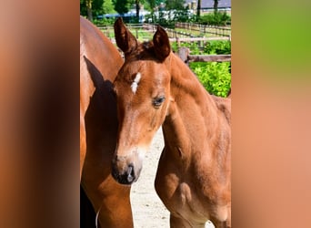 Other Breeds, Stallion, , Brown