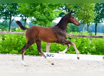 Other Breeds, Stallion, , Brown