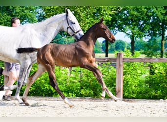 Other Breeds, Stallion, , Brown