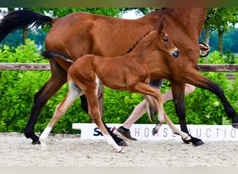 Other Breeds, Stallion, , Brown