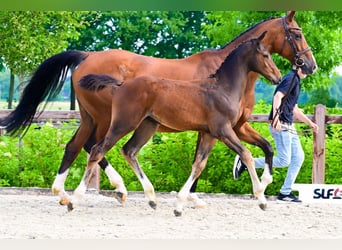 Other Breeds, Stallion, , Brown