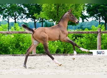 Other Breeds, Stallion, , Brown