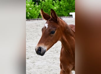 Other Breeds, Stallion, , Brown