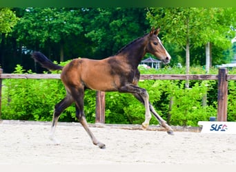 Other Breeds, Stallion, , Brown