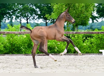 Other Breeds, Stallion, , Brown