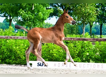 Other Breeds, Stallion, , Brown