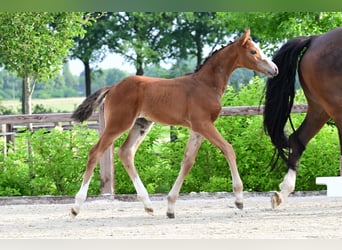 Other Breeds, Stallion, , Brown