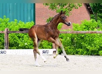 Other Breeds, Stallion, , Brown