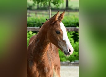 Other Breeds, Stallion, , Brown