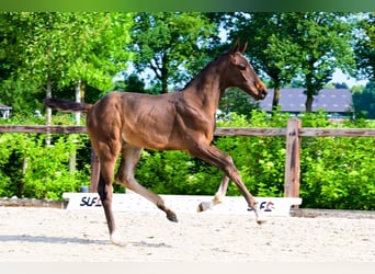 Other Breeds, Stallion, , Brown