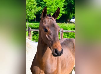 Other Breeds, Stallion, , Brown