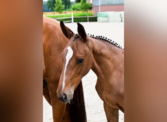 Other Breeds, Stallion, , Brown