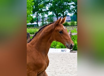 Other Breeds, Stallion, , Brown