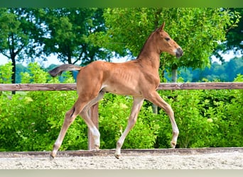 Other Breeds, Stallion, , Brown
