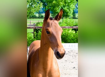 Other Breeds, Stallion, , Brown