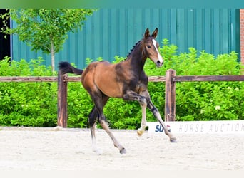 Other Breeds, Stallion, , Brown